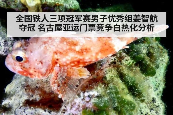 全国铁人三项冠军赛男子优秀组姜智航夺冠 名古屋亚运门票竞争白热化分析